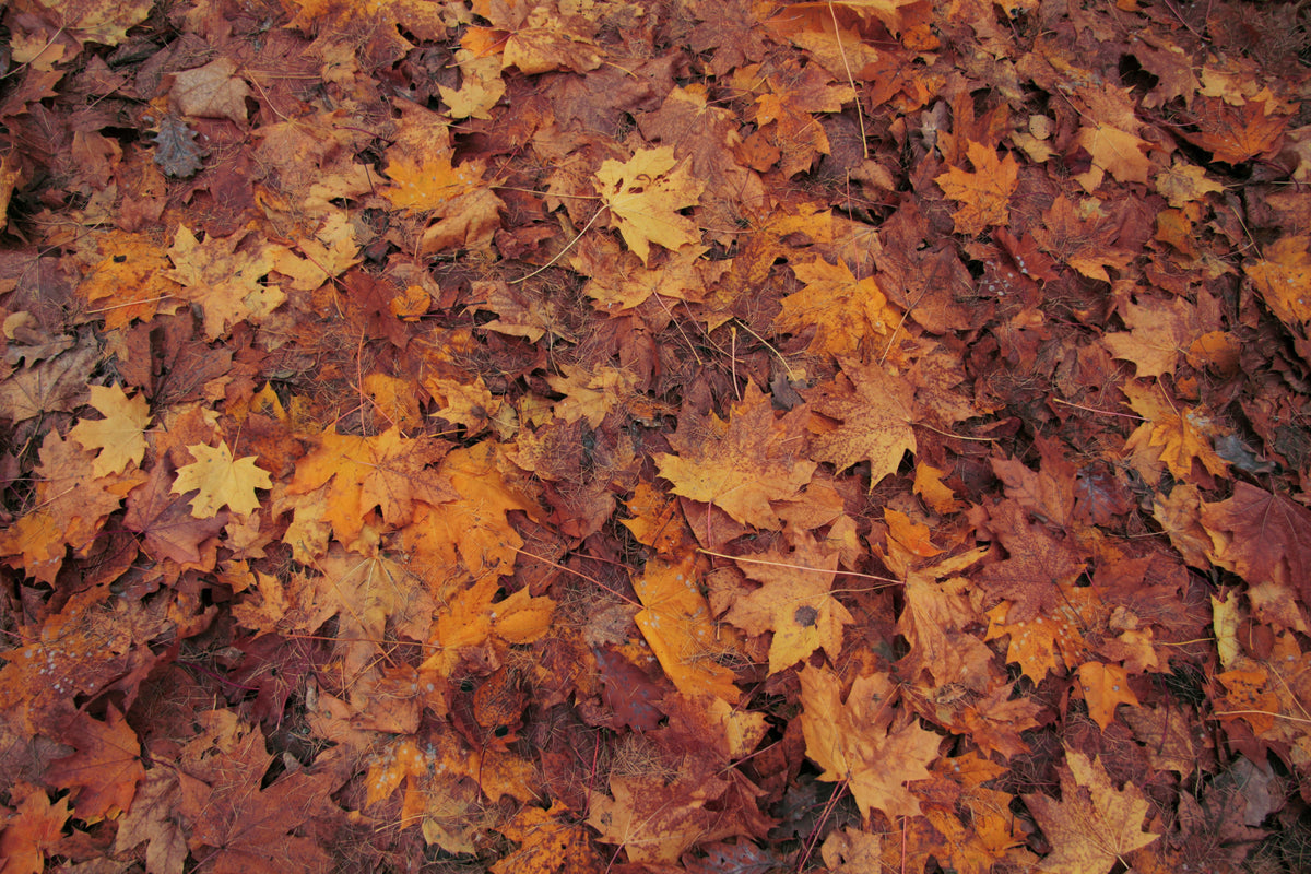 Fall Flash Sale